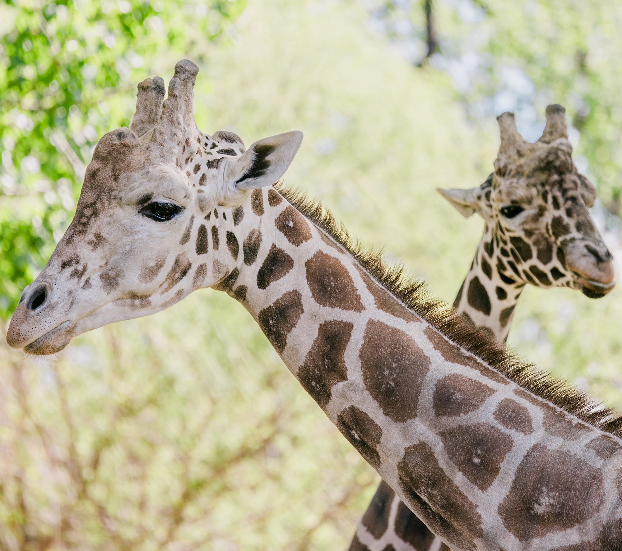 Closeups of two male giraffes: one looking left in the foreground with second looking right in the background.