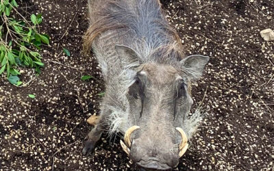 Female Warthog Moves to Zoo Boise
