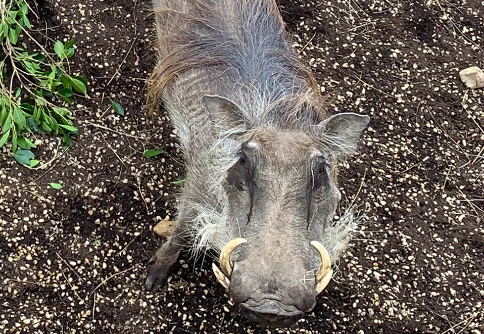 Female Warthog Moves to Zoo Boise