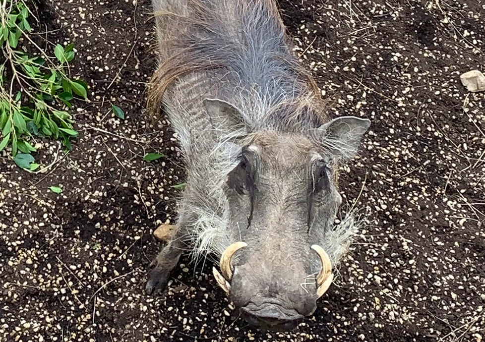 Female Warthog Moves to Zoo Boise