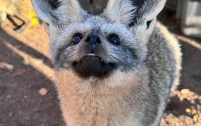 Youth Night at the Zoo