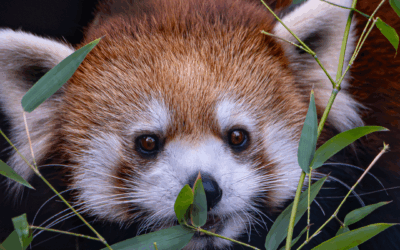 International Red Panda Day