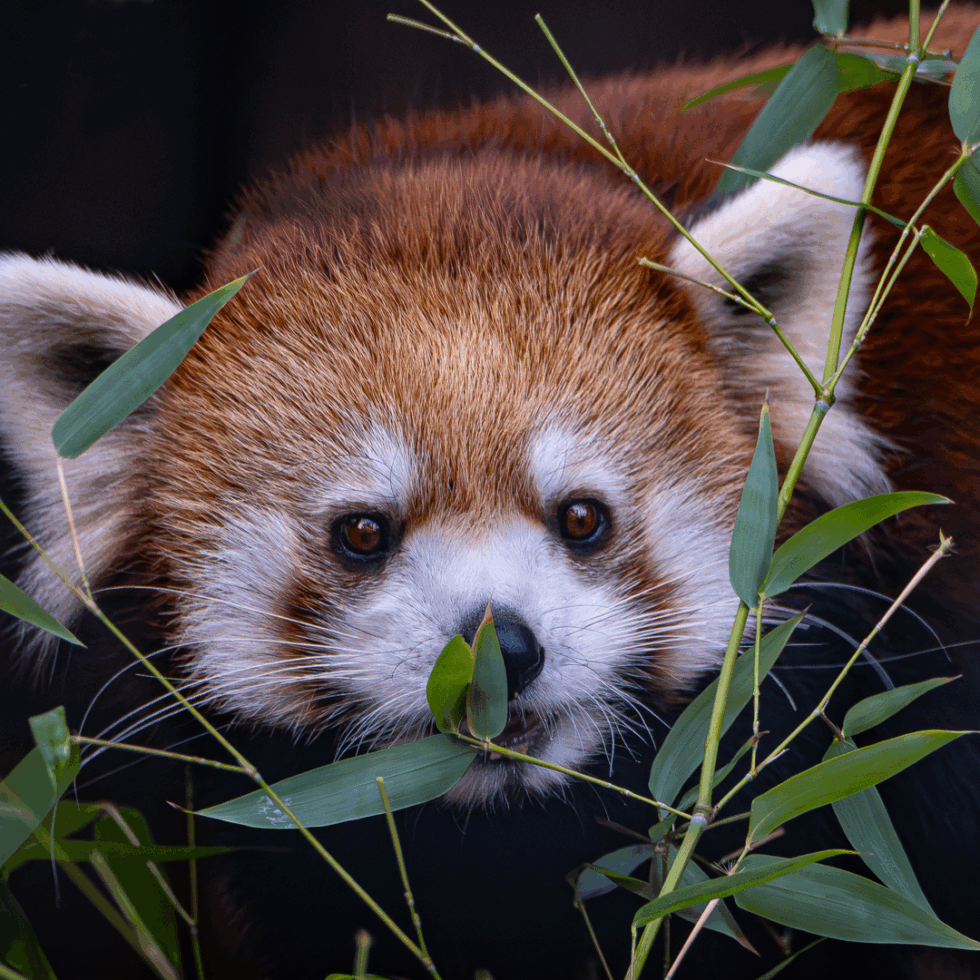 Closeup of a female Chinese red panda behind bamboo leaves.