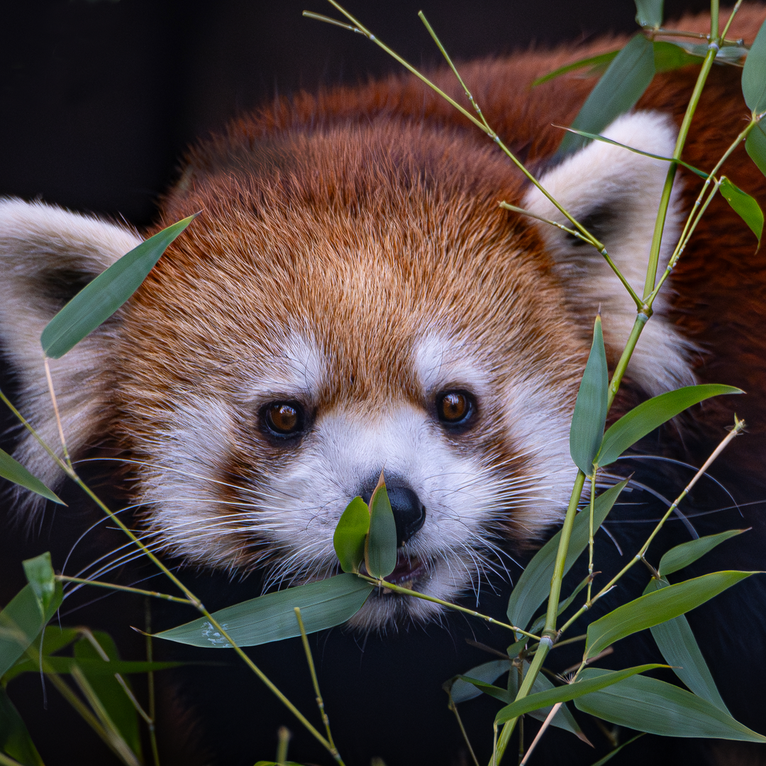 Closeup of a female Chinese red panda behind bamboo leaves.
