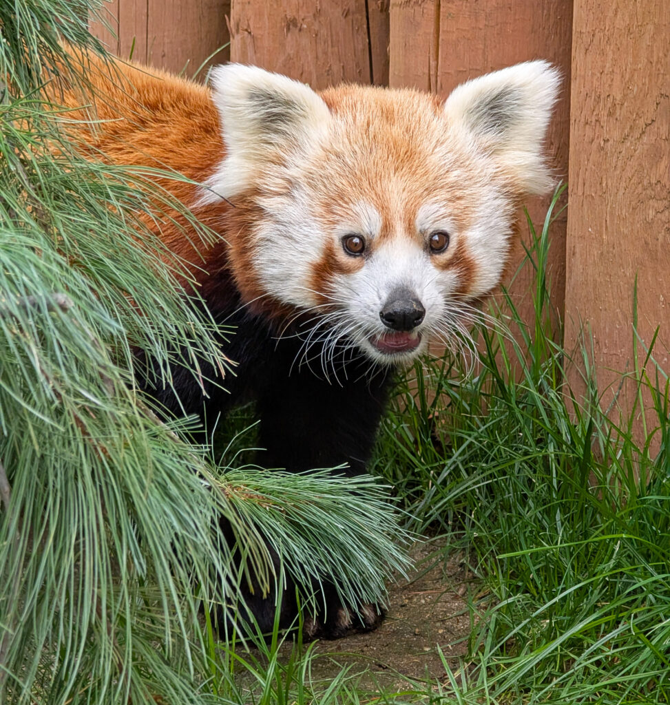 A young male Himalayan red panda walks out from behind a fir tree.