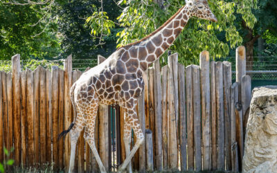 Zoo Staff Provides Specialized Care for Mature Giraffe