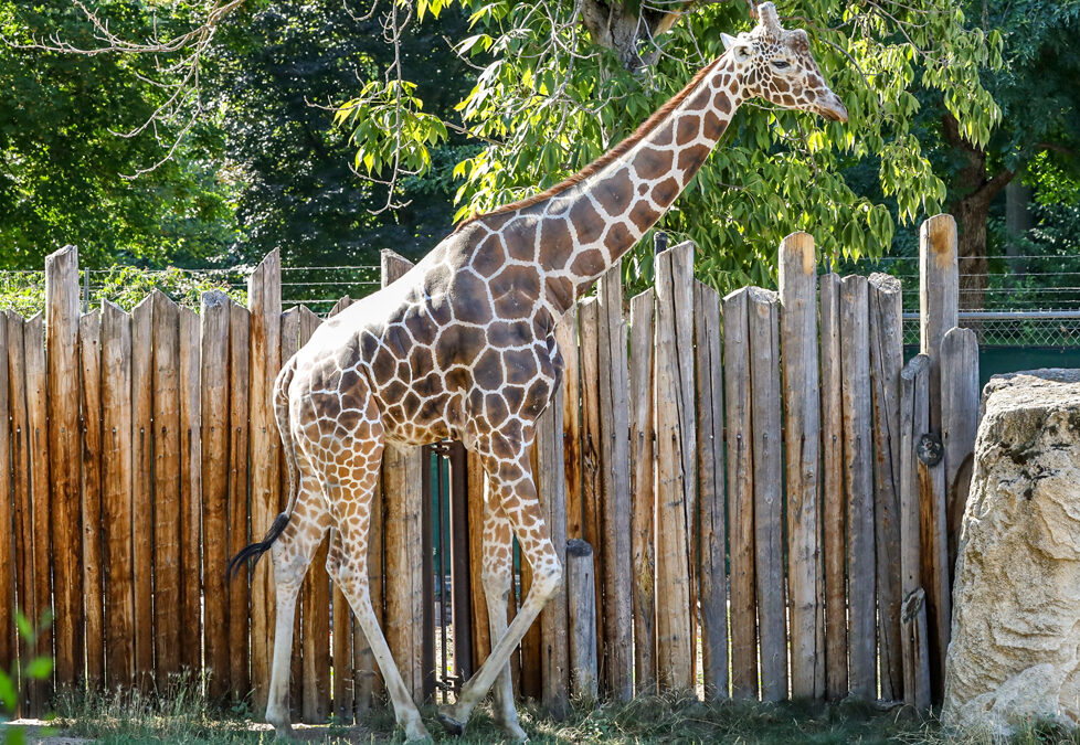 Zoo Staff Provides Specialized Care for Mature Giraffe