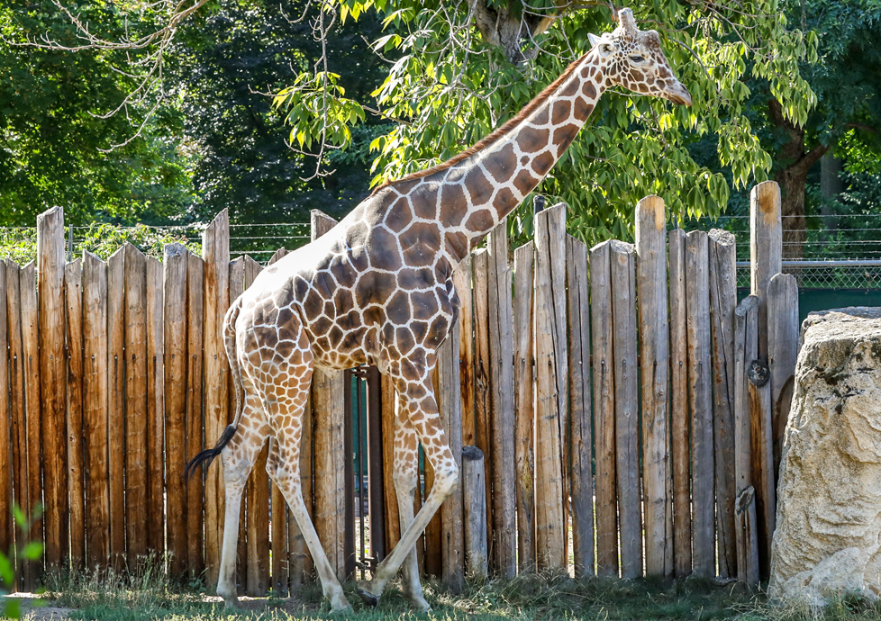 Zoo Staff Provides Specialized Care for Mature Giraffe