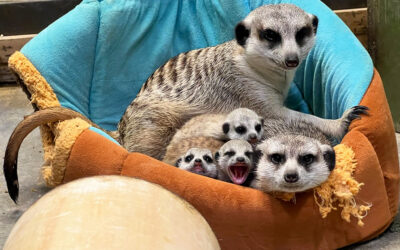 Meerkat Babies Born at Zoo Boise