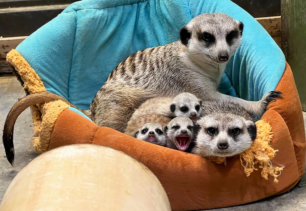 Meerkat Babies Born at Zoo Boise