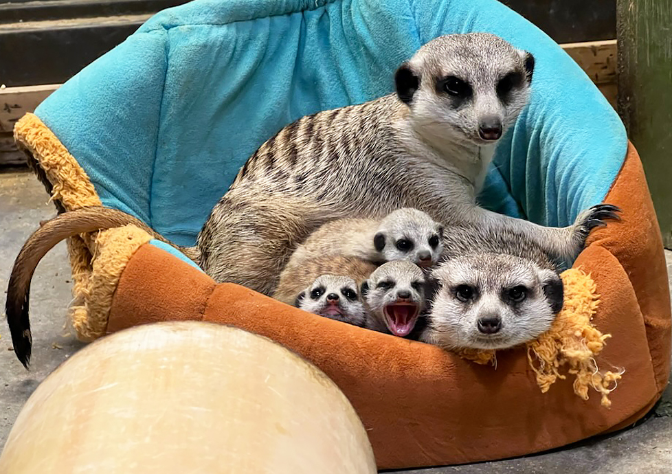 Meerkat Babies Born at Zoo Boise