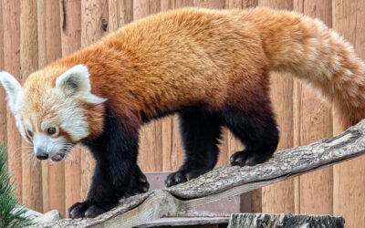 Young Red Panda Moves to Zoo Boise for Temporary Stay