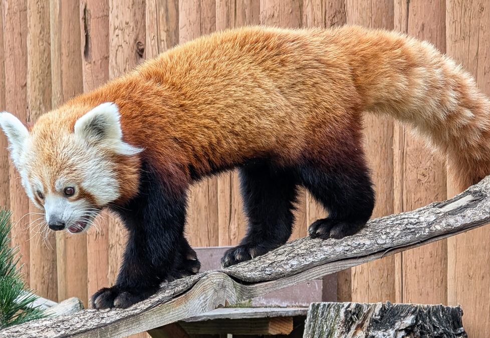 Young Red Panda Moves to Zoo Boise for Temporary Stay