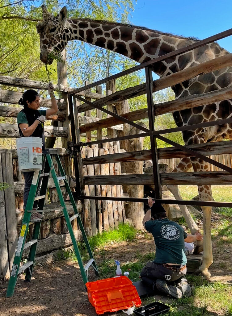 Two zookeepers provide care to a male giraffe near a gate in a zoo.