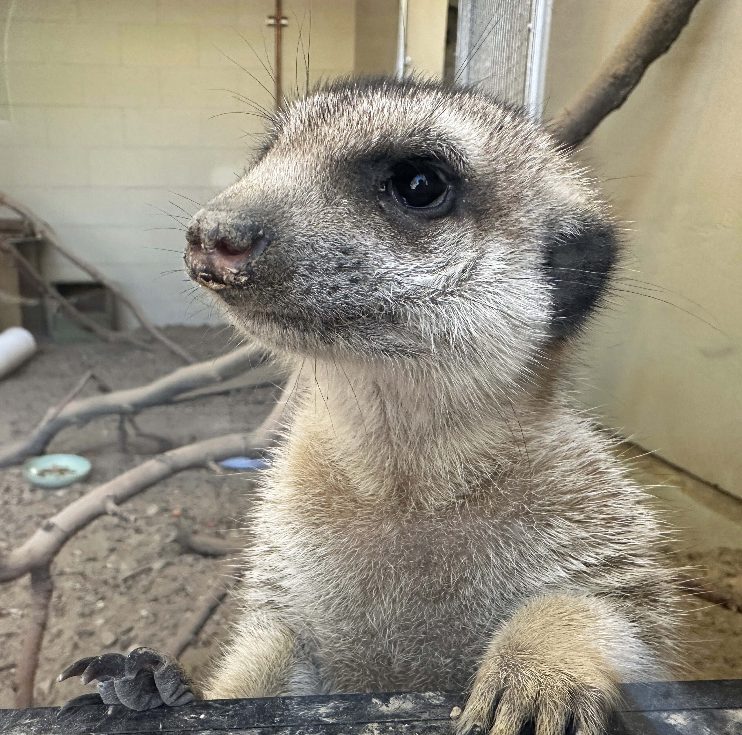 A meerkat peers out a window from an indoor day room.