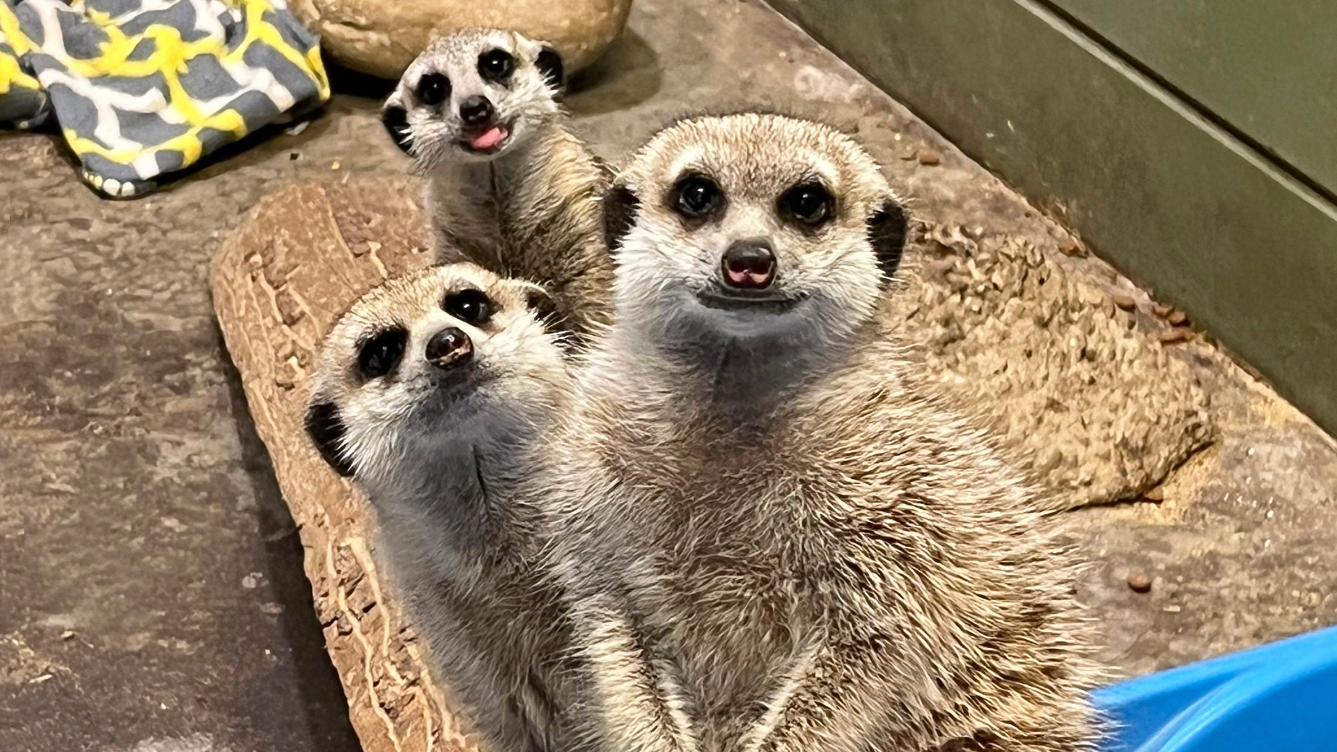 A family of five meerkats - including three newborns - lay in a basket together.