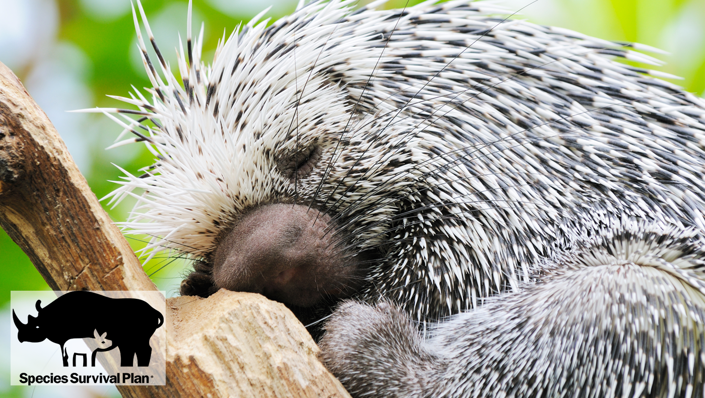 sample-image tiger licking cage