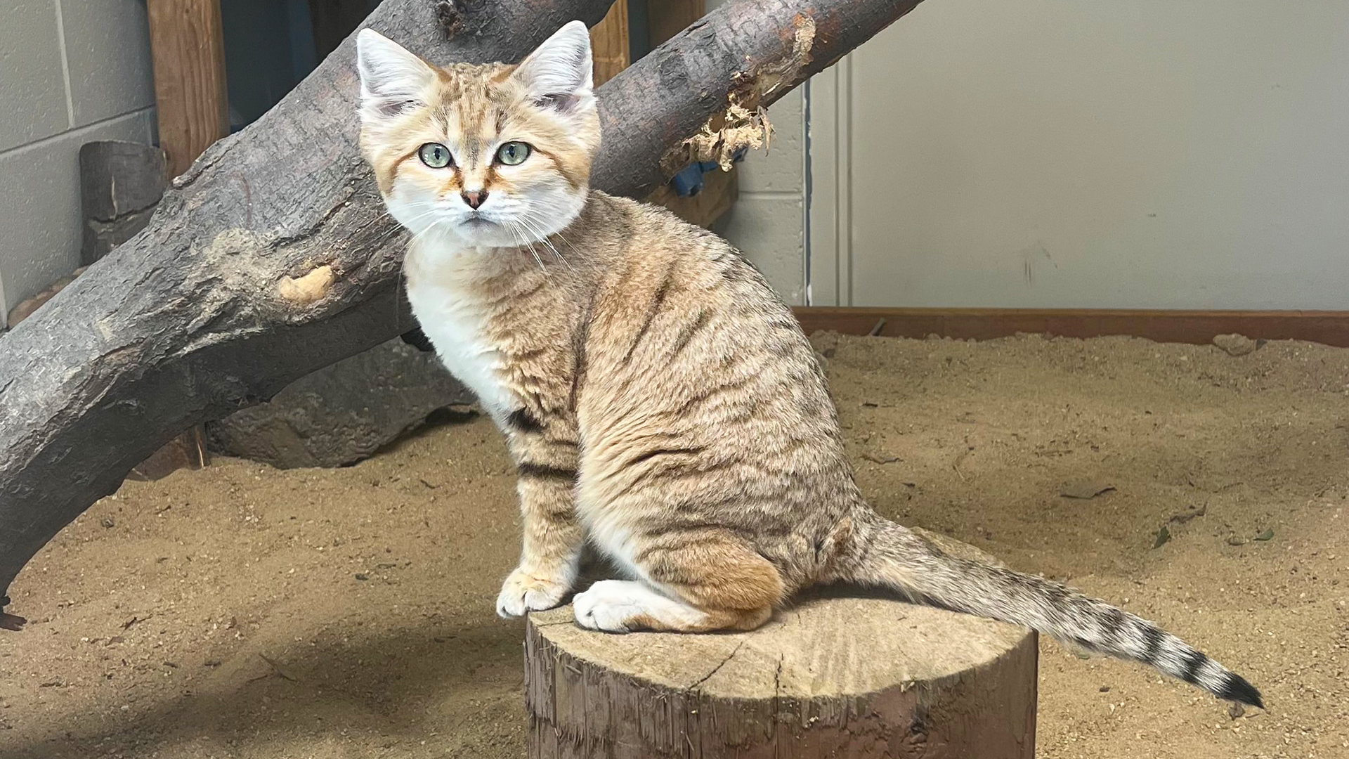 A male sand cat sits on a log inside a zoo habitat.