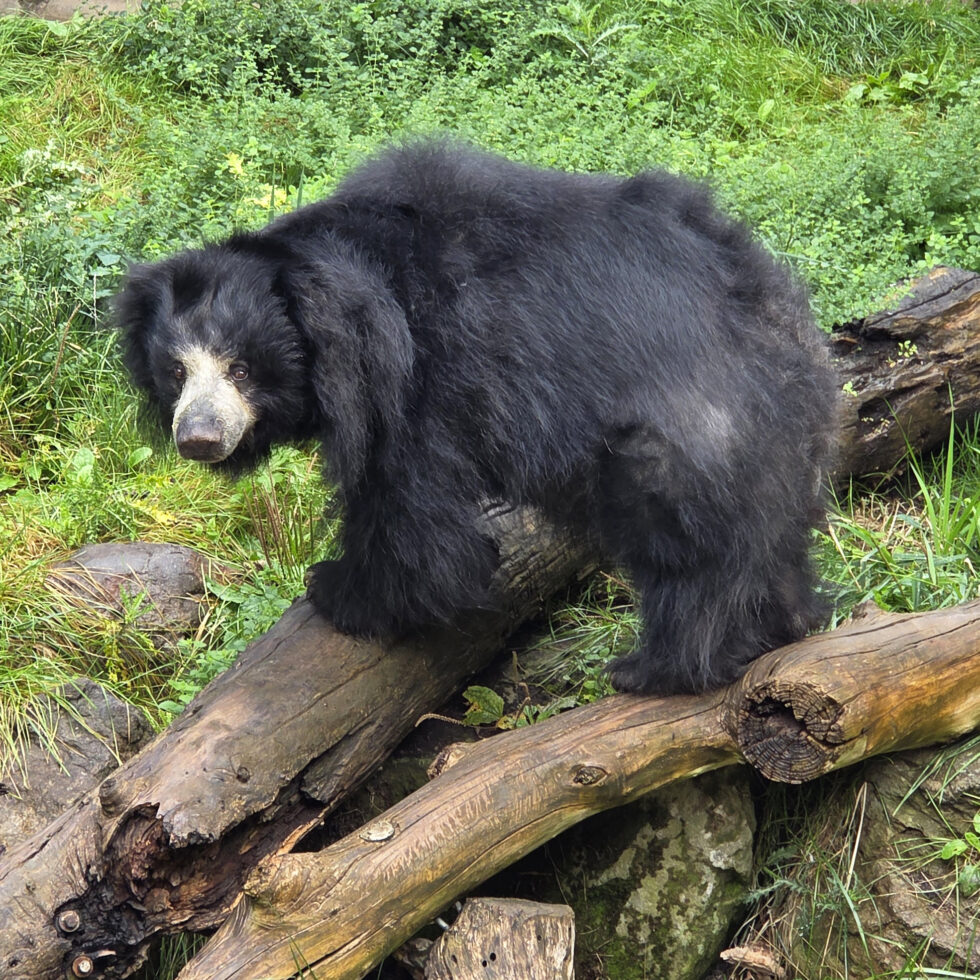 A female sloth bear stands on logs in an outdoor zoo yard.