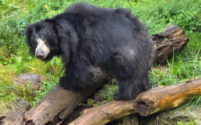 $3 Admission Days Return to Zoo Boise for Winter