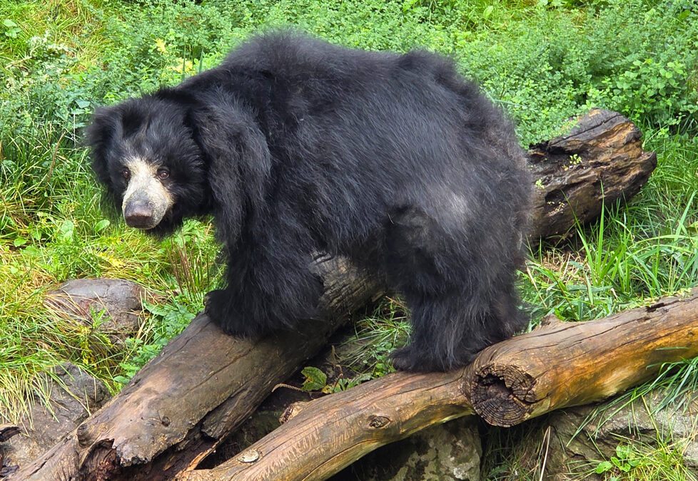 $3 Admission Days Return to Zoo Boise for Winter