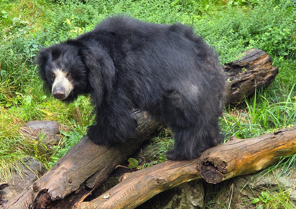 sample-image tiger licking cage