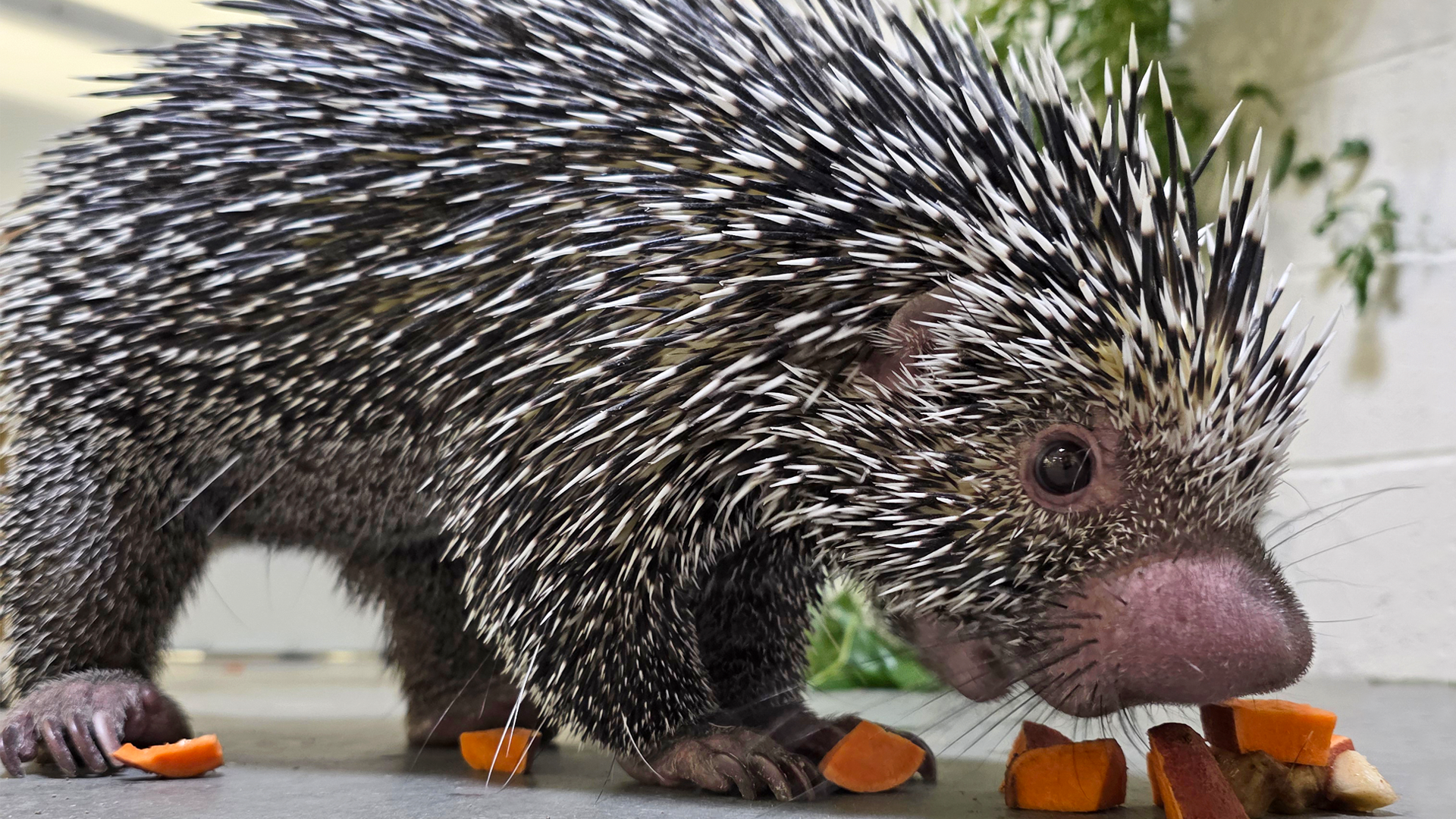 An elder male spider money sits on a rope while holding his tail and a piece of cardboard.