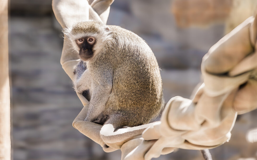 Asphalt Repaving at Zoo Boise