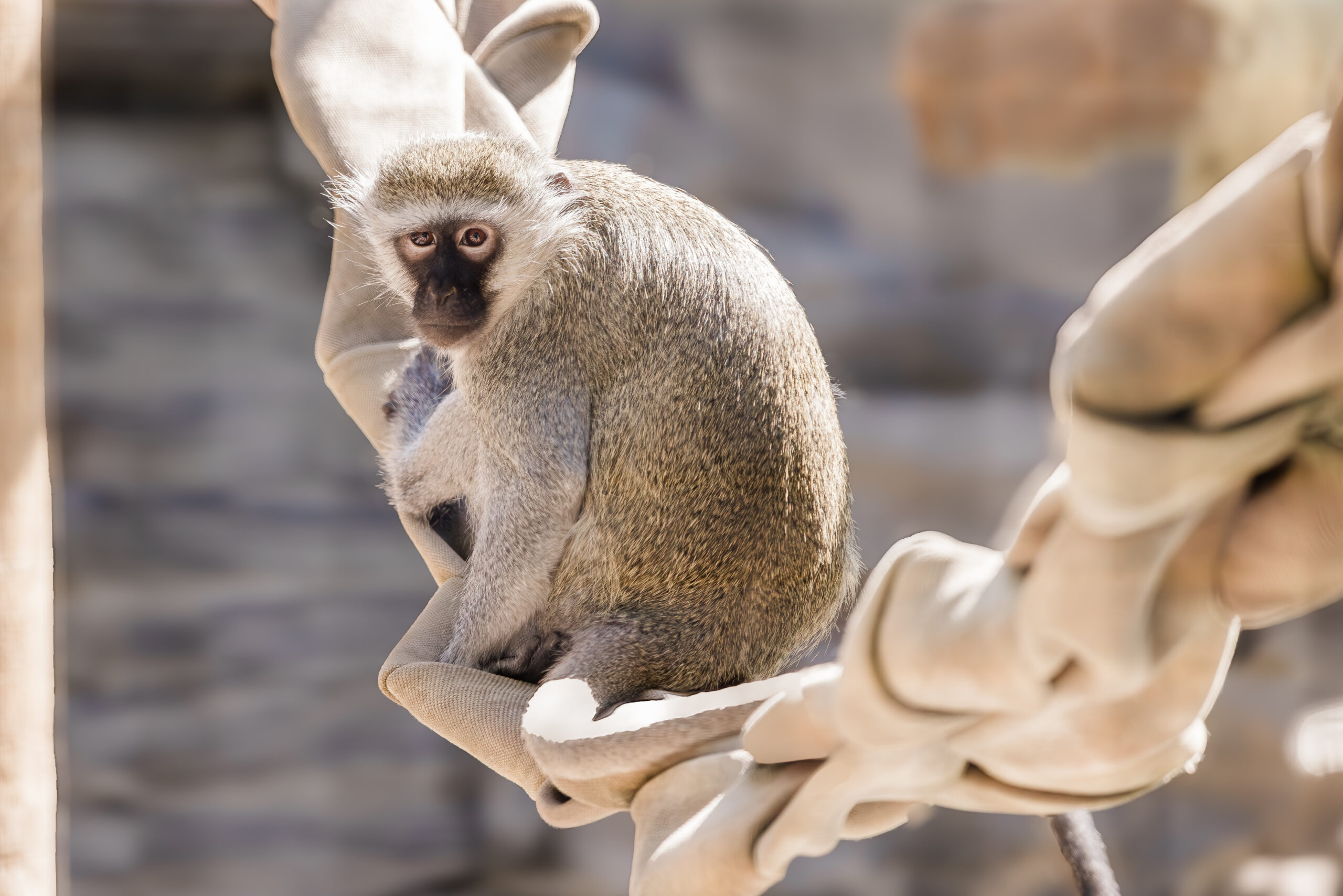 sample-image tiger licking cage