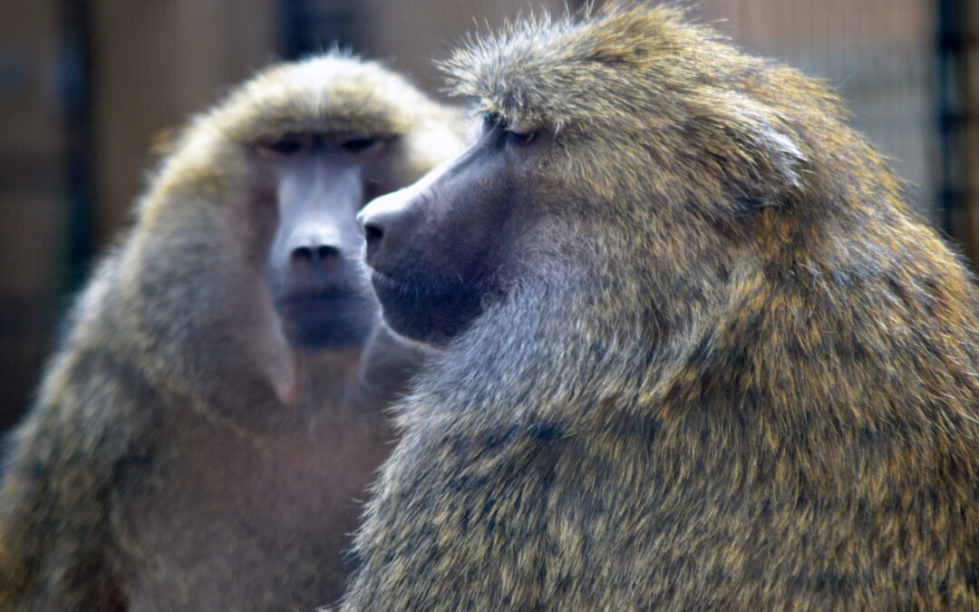 A Zoo Milestone Worth Celebrating