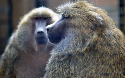 A ZOO MILESTONE WORTH CELEBRATING