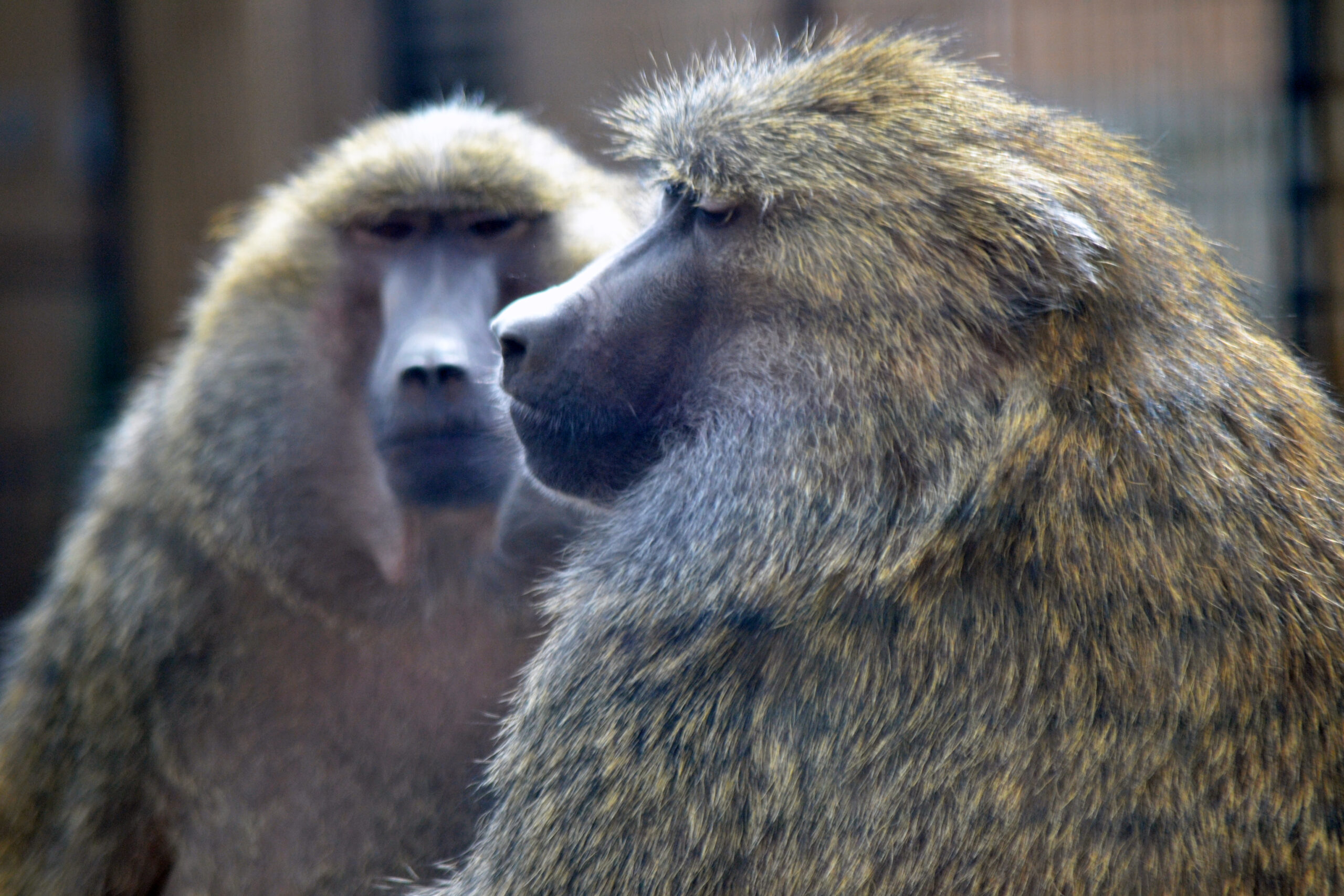 sample-image tiger licking cage