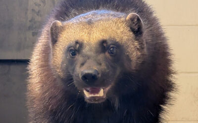 Rare Wolverine Joins Zoo Boise Family