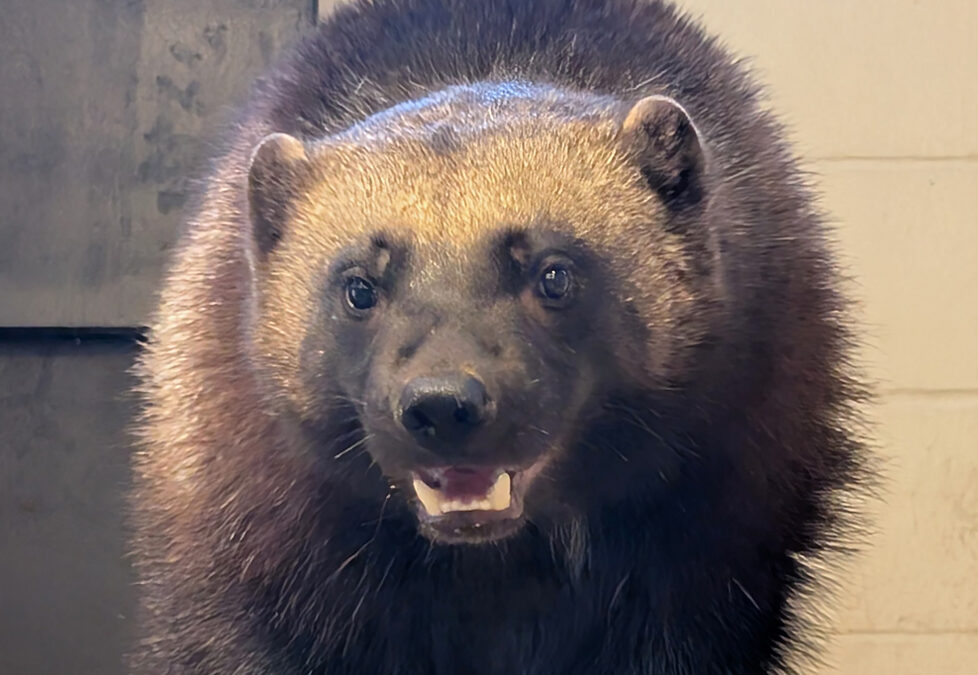 Rare Wolverine Joins Zoo Boise Family