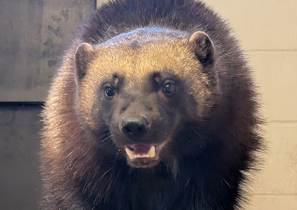 sample-image tiger licking cage