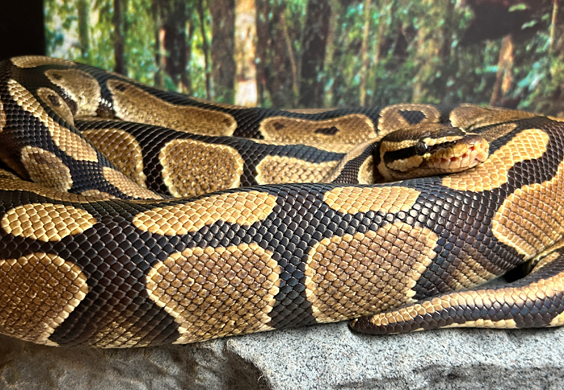 A ball python is curled up on a large rock.