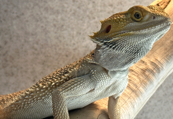 Close-up of a female bearded dragon sitting on a branch.