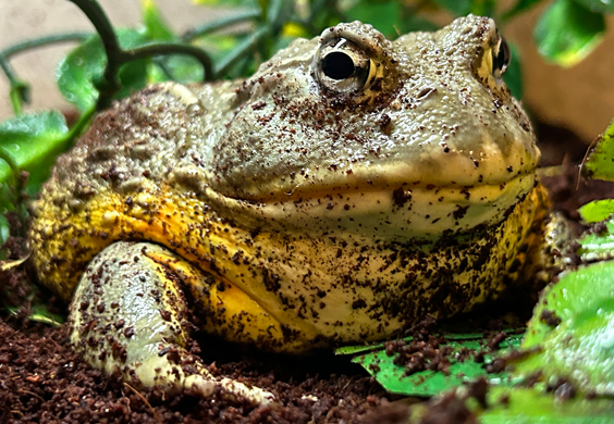 A male American bullfrog sits in mud.