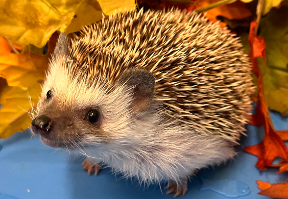 A male hedgehog stands in a blue kiddie pool next to fake fall foliage.