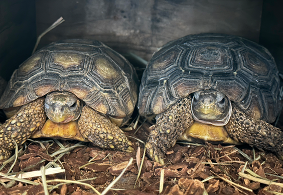A male American bullfrog sits in mud.