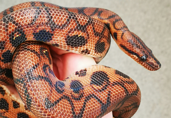 A rainbow boa wraps around while being held by a person.