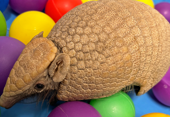 A southern three-banded armadillo crawls through a ball pit in a blue kiddie pool.