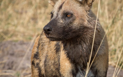 Painted Dog Research Zoo Chats