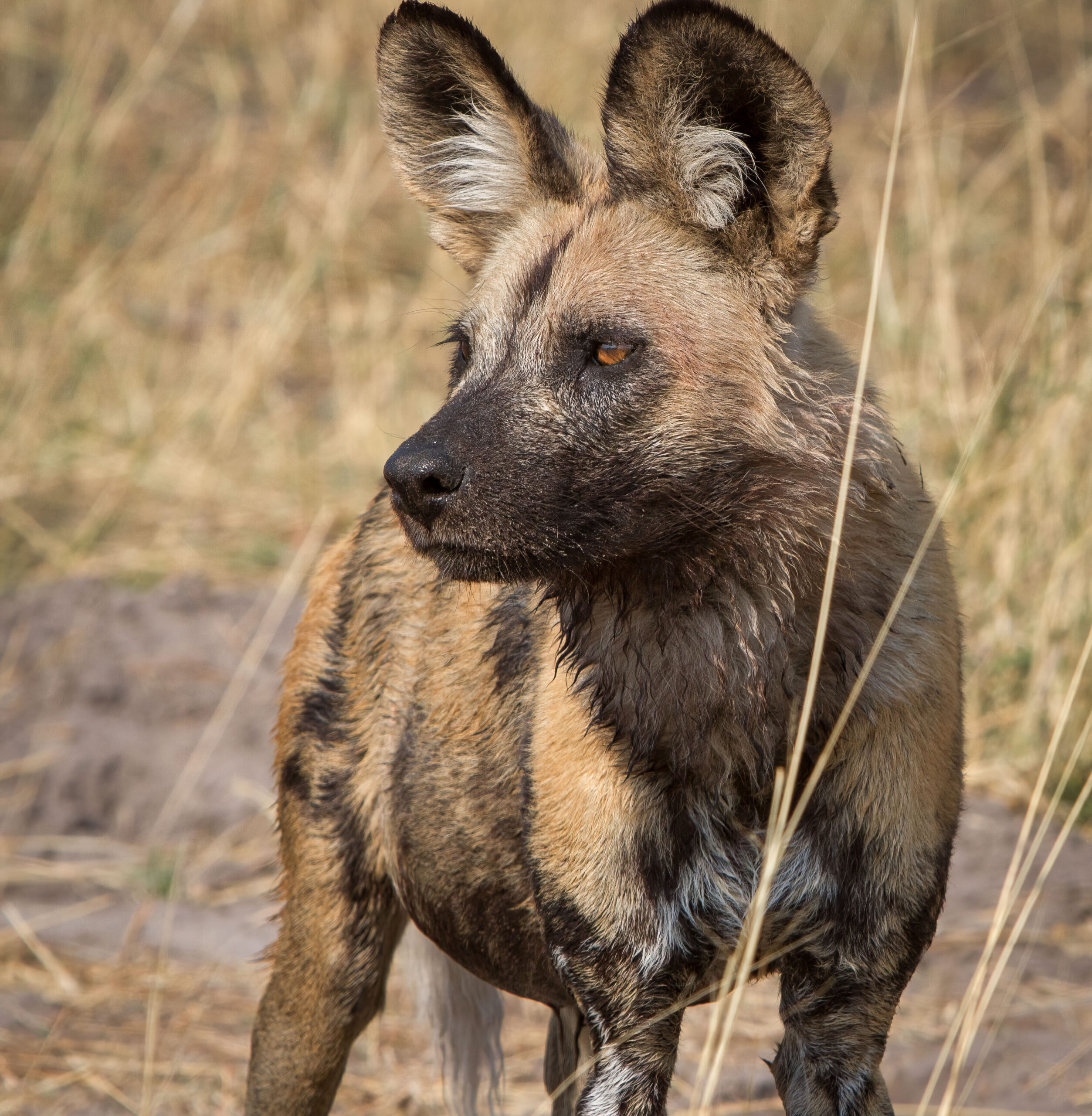 An African wild dog stands in a field and looks to its right.