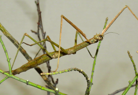 A male hedgehog stands in a blue kiddie pool next to fake fall foliage.