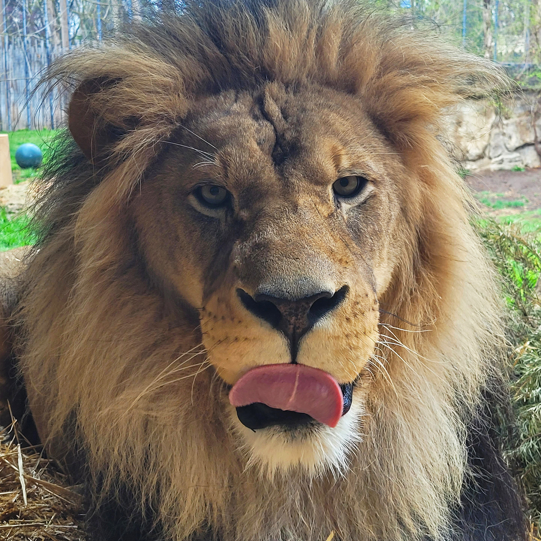 Zoo Boise 1080×1080 square LION Revan