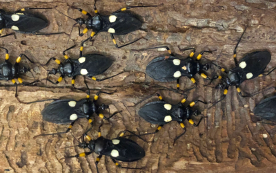 White-eyed assassin bug