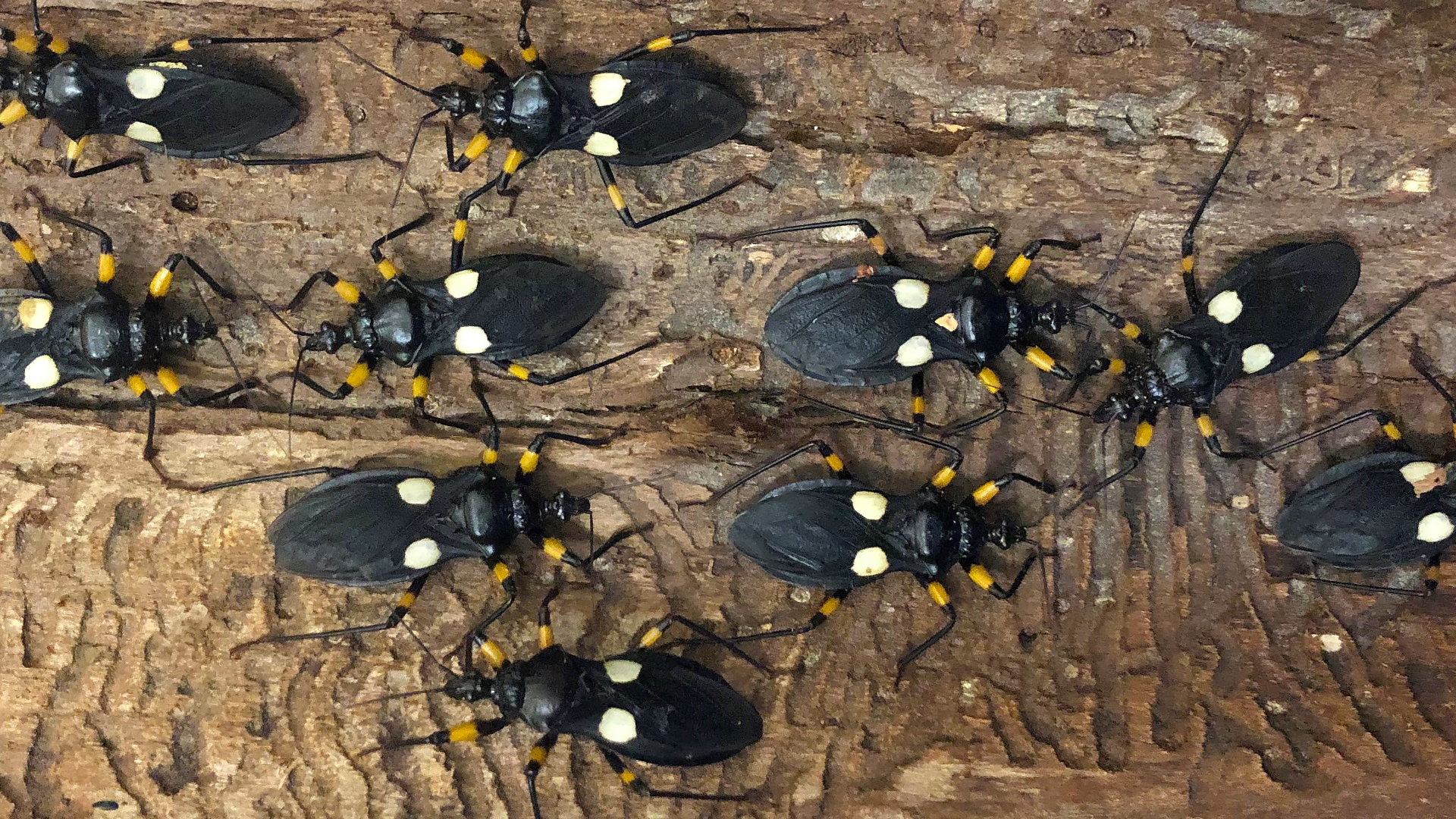 White-eyed assassin bug