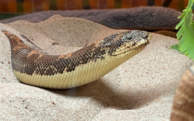 Kenyan sand boa