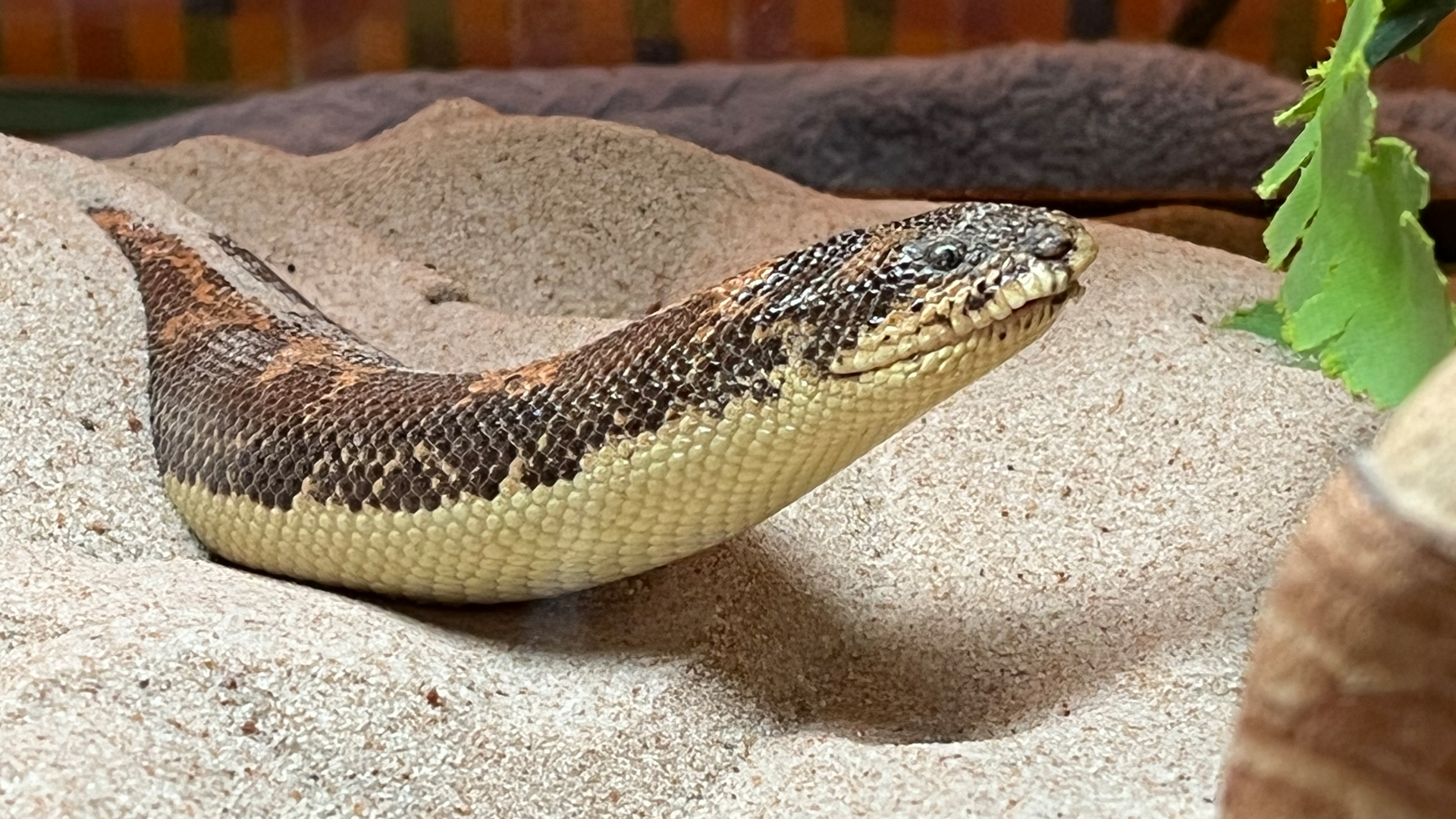 Kenyan sand boa